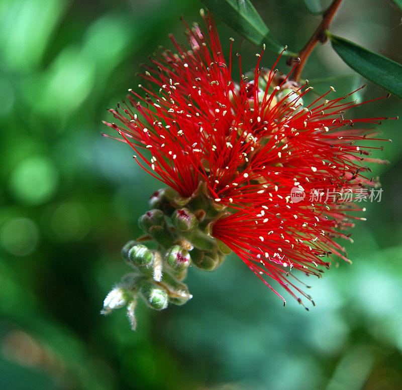 澳大利亚本土植物-瓶刷- calliston (fam。桃金娘科)